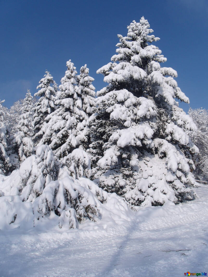 Schnee  Bäume  №10520