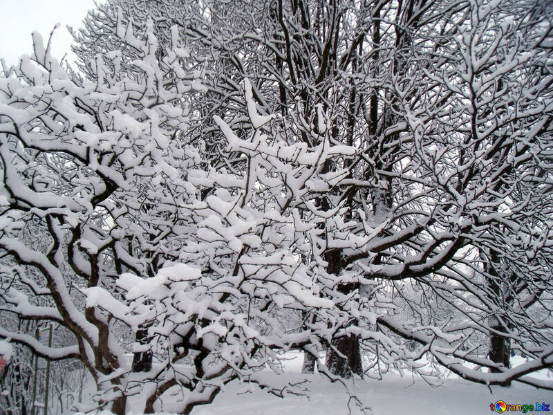 木  そして  雪  №10539