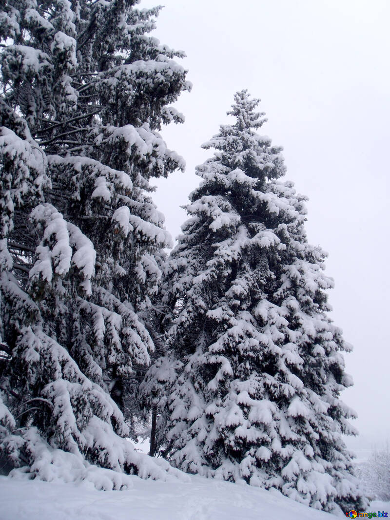 Spruce  winter    snow №10540