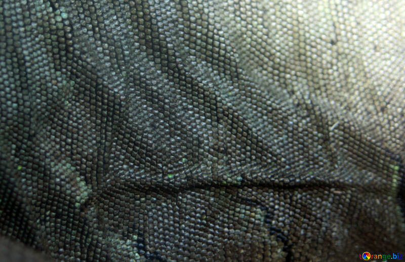 The texture.  Iguana.  Leather. №10172