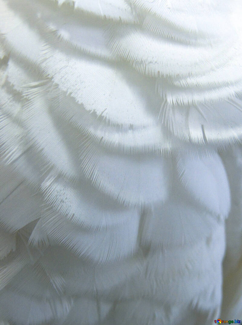 Texture  feathers.  Macro. №10805
