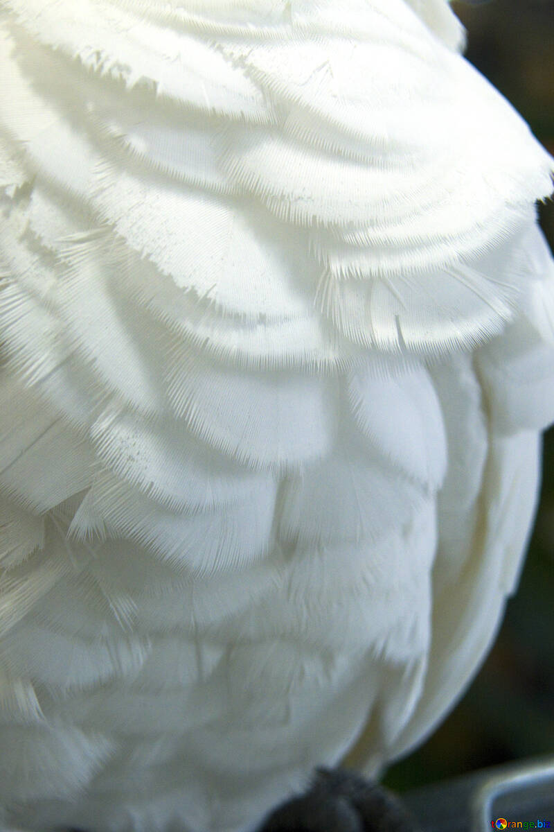 Texture  feathers  White №10833