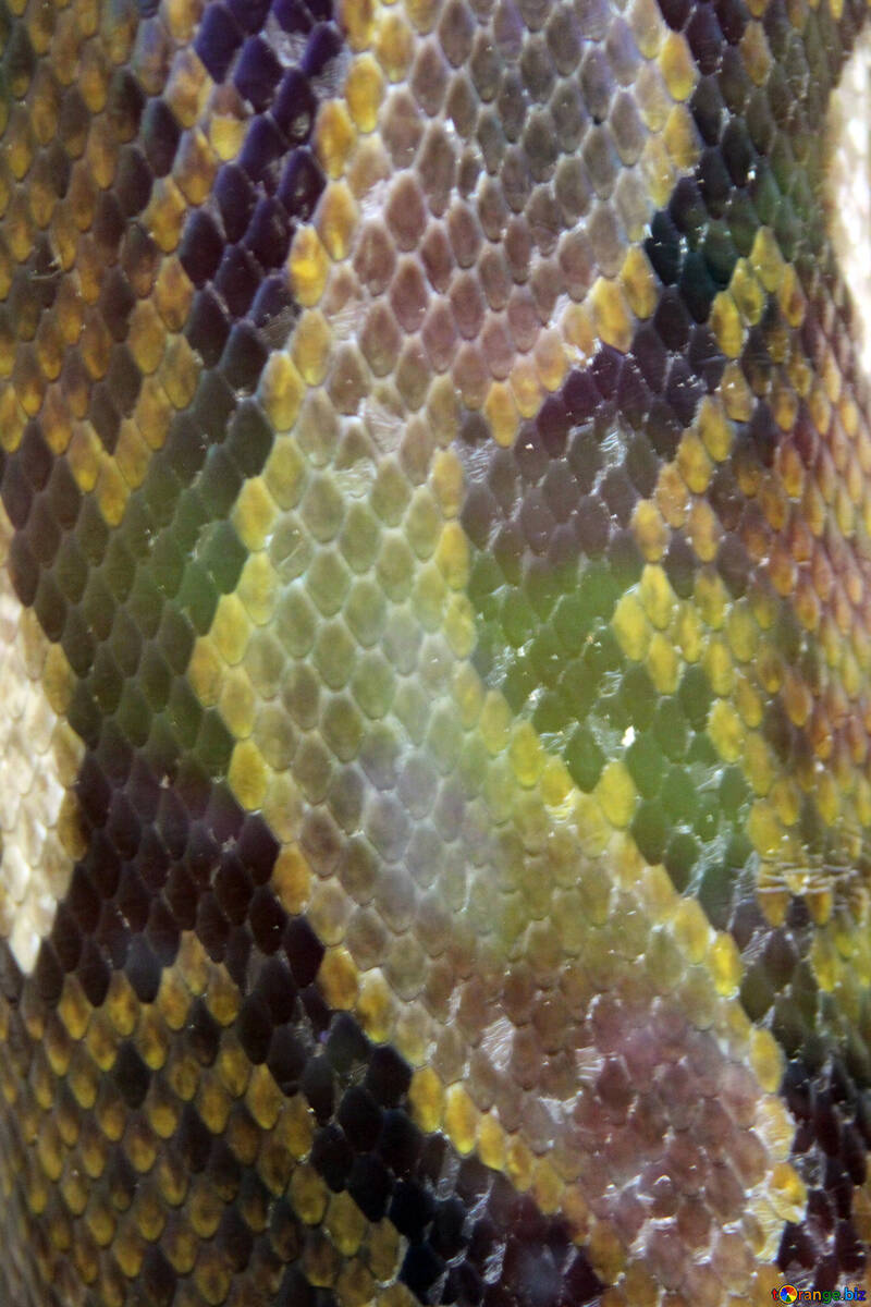The texture.  Colorful  Snake  skin. №10262
