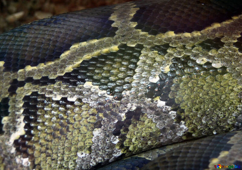  texture.  Serpent  peau. №10229