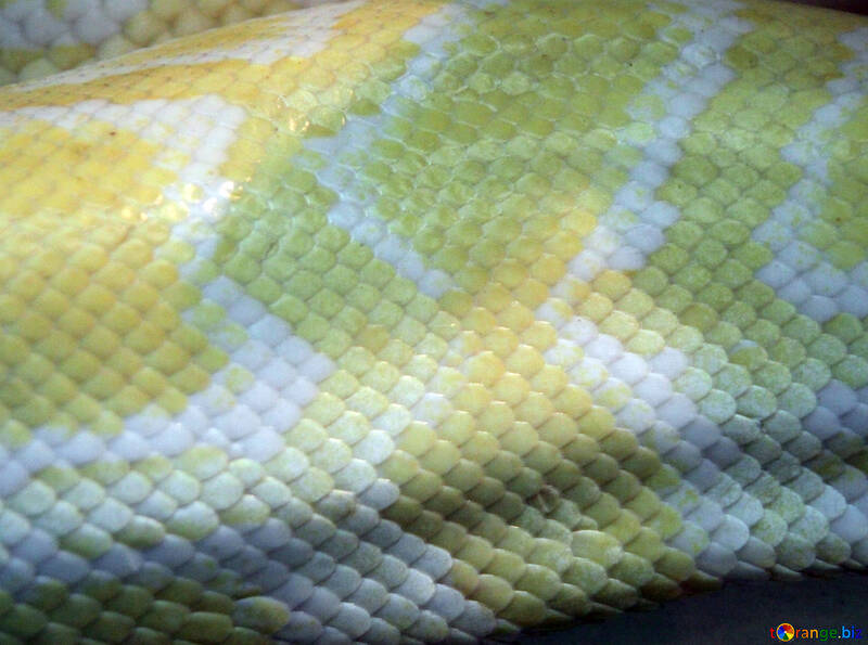  struttura.  Serpente  pelle.  Tigre  Pitone  albino  №10165