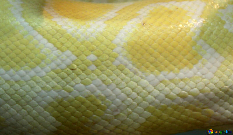 The texture. Light  python. №10318