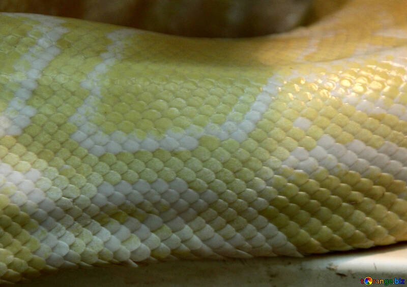 Texture  snakes. №10195