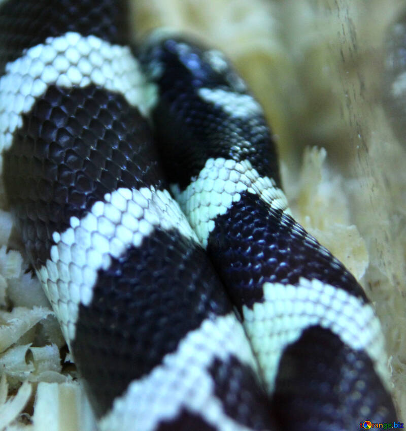 The texture. Skin  California  Royal  snakes №10415