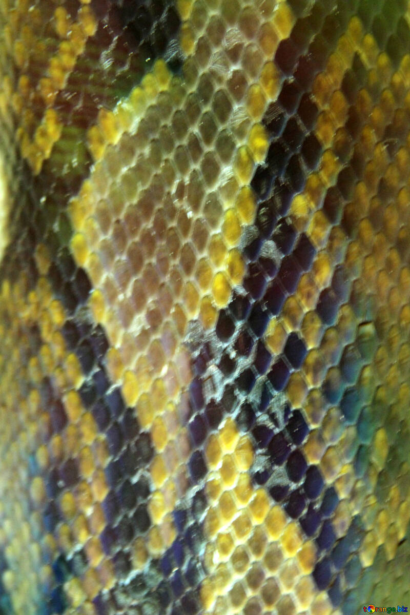 Textura  peles.  Serpente.   Pitão  №10256