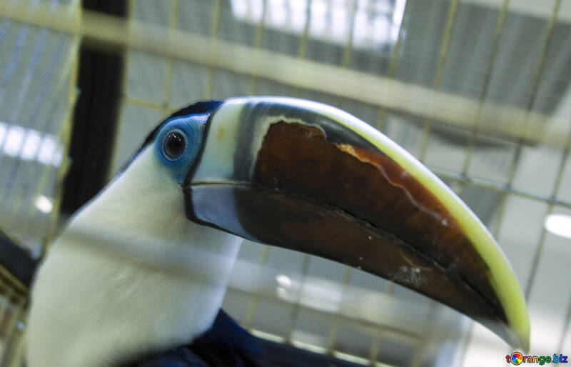 Beak  toucan №10738