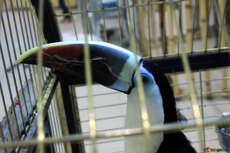 Toucan  in  cage №10838