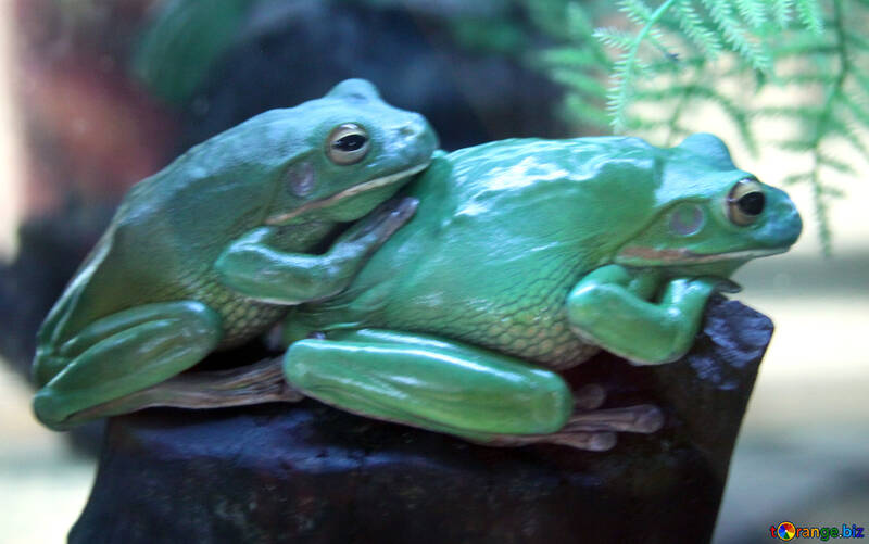 Tree frog   Australia №10128