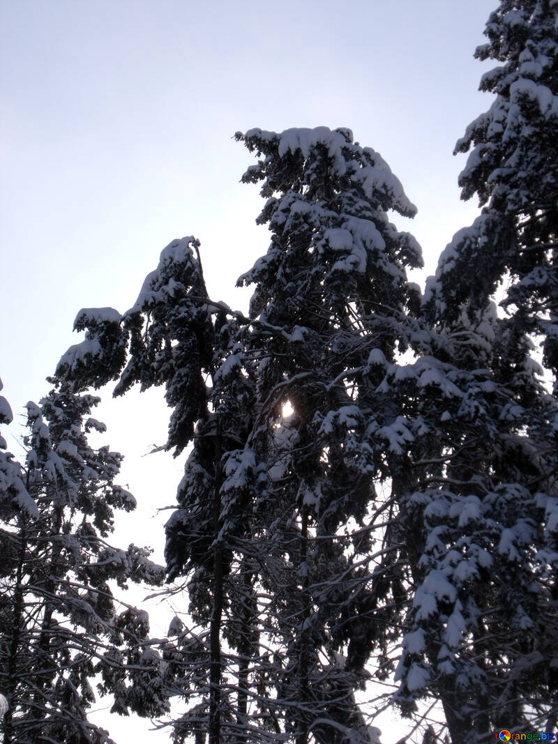 Inverno  Sera  in  Foresta №10544