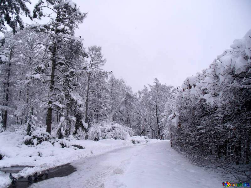 Inverno  Floresta  estrada  №10537