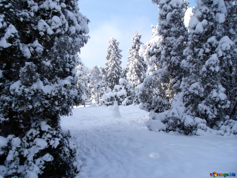Inverno  estrada  em  Floresta №10509