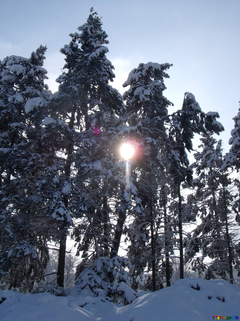 冬  太陽 №10538