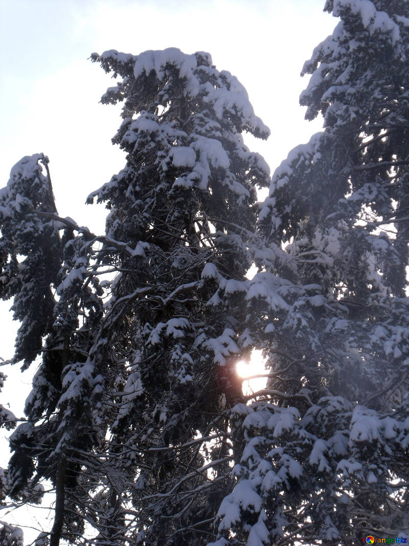Winter  sun  through  branches  №10501