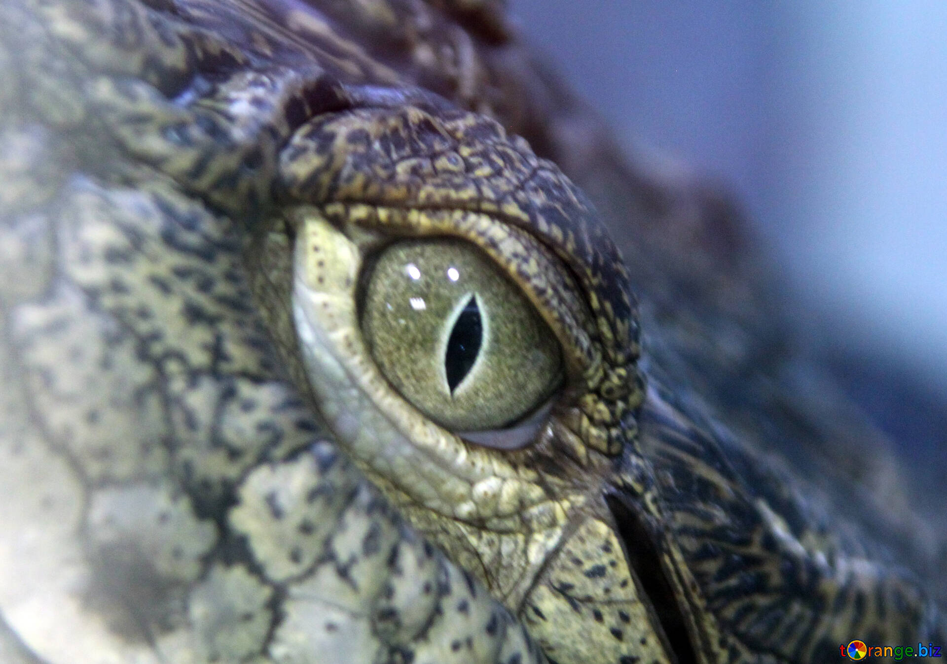 crocodiles-image-crocodile-tears-images-reptile-11273-torange-biz