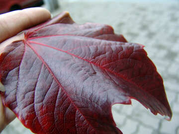 Autumn leaf in hand №11917