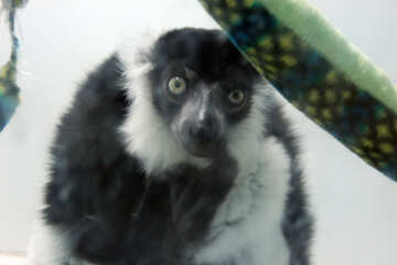 Gatto lemur №11397