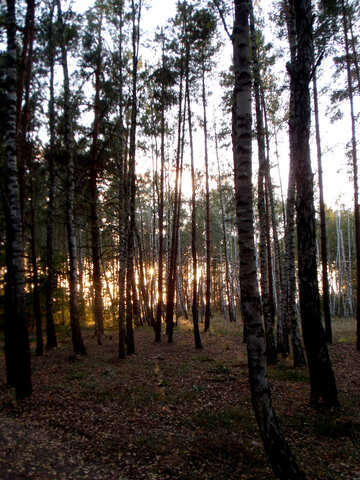 Otoño Bosque en puesta del sol №11356