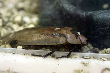 Cucaracha №11248