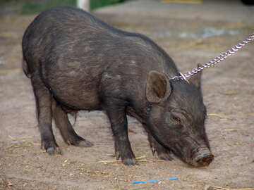 Schwein in Leine №11266