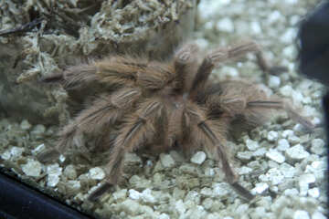 O Chile Cor-de-rosa tarantula №11176