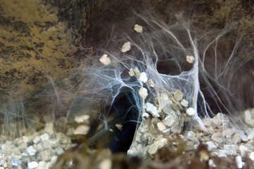 Cobalt tarantula in hole №11210