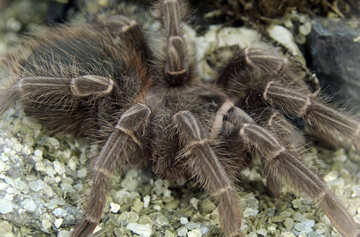 Giant Spider tarantula  №11192