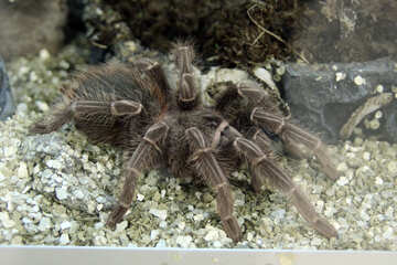 Giant yellowish-pink tarantula №11191