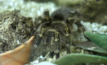 Ground tarantula №11182