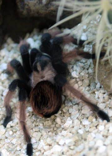 Large Spider №11218