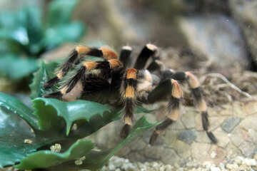 Large tarantula №11208