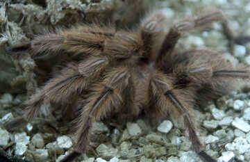 Manual Spider tarantula №11236