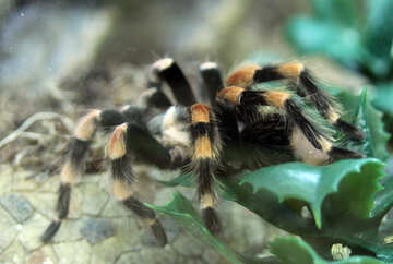 Mexican  tarantula №11183