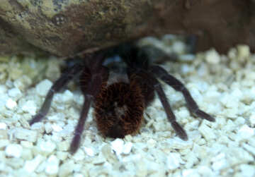Mexican  tarantula №11188