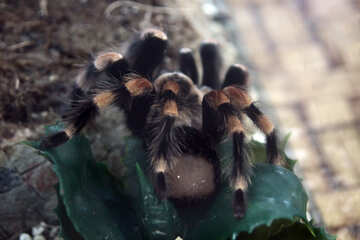 Mexican  tarantula №11193
