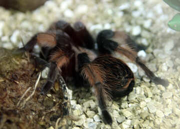 Mexico red tarantula №11216