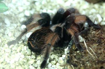 Mexico red tarantula №11223