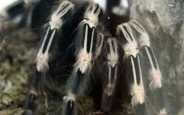 Paws Spider №11234