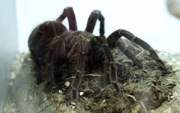 Poison Spider №11244
