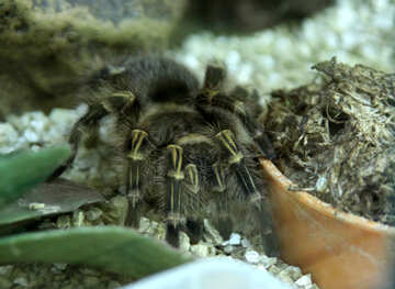Del sud Americano Terra Ragno tarantula №11203