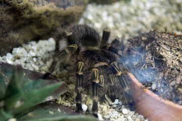 Sul Americano Terra Aranha tarantula №11215