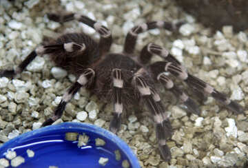  Spider tarantula №11186
