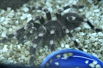Araña tarantula №11204