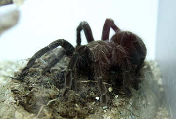 Spider tarantula №11207