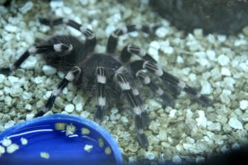Spider tarantula in cage №11238