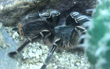 Zebra Spider tarantula  №11184