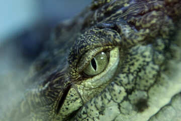 Africa Crocodile №11288